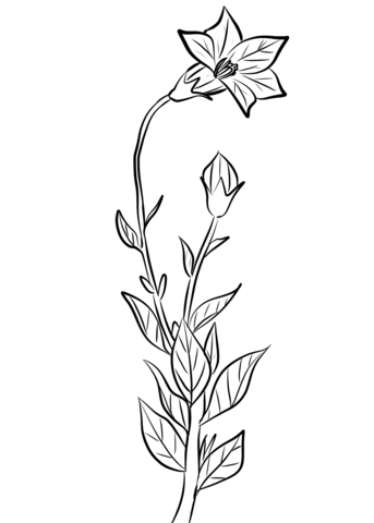 Balloon Flower (Platycodon Grandiflorus) Coloring Page